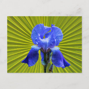 Cartes Pour Fêtes Annuelles Fleur d'Iris