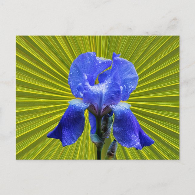 Cartes Pour Fêtes Annuelles Fleur d'Iris (Devant)