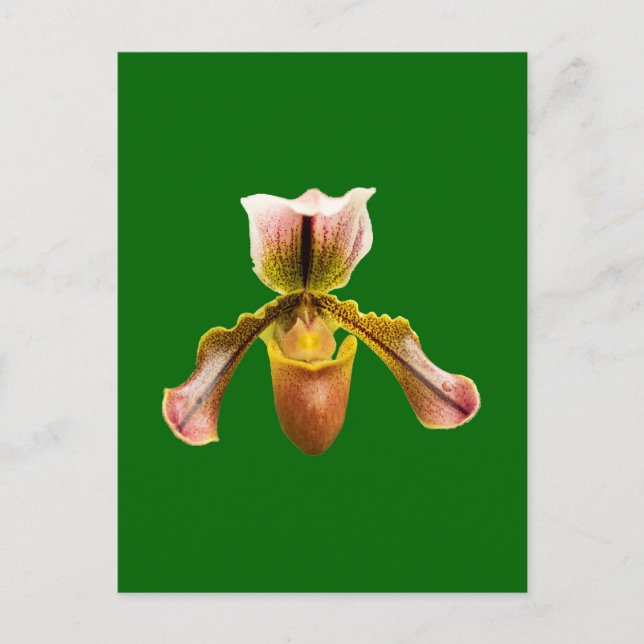 Cartes Pour Fêtes Annuelles Fleur d'orchidée (Devant)