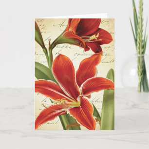 Cartes Pour Fêtes Annuelles Fleur rouge de Noël d'amaryllis botanique