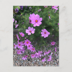 Cartes Pour Fêtes Annuelles Fleurs cosmos avec cailloux Sur un