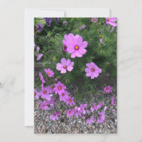Fleurs cosmos avec cailloux Sur un