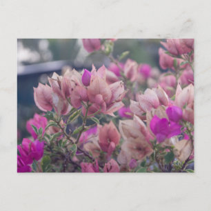 Cartes Pour Fêtes Annuelles Fleurs de Bougainvilliers