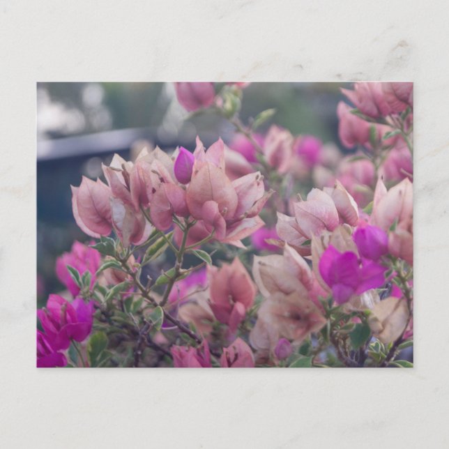 Cartes Pour Fêtes Annuelles Fleurs de Bougainvilliers (Devant)