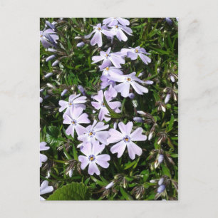 Cartes Pour Fêtes Annuelles Fleurs de fenêtre violet clair