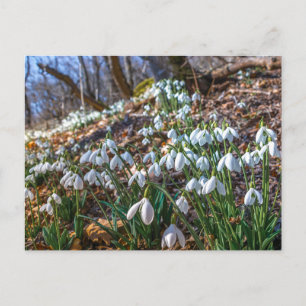 Cartes Pour Fêtes Annuelles Fleurs de perce-neige en fleurs Forêt printanière