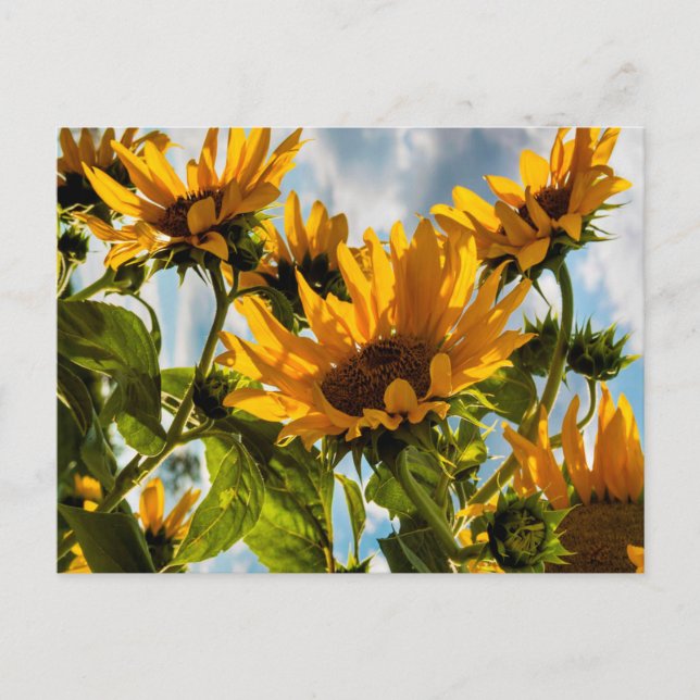 Cartes Pour Fêtes Annuelles Fleurs de soleil au soleil été (Devant)