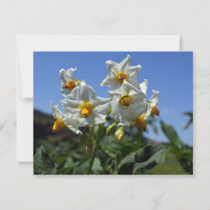 Cartes Pour Fêtes Annuelles Fleurs étoilées Solanum tuberosum