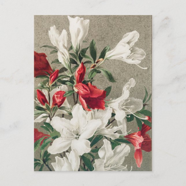 Cartes Pour Fêtes Annuelles Fleurs florales de pomme rouge et blanche de Noël (Devant)