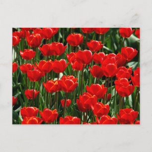 Cartes Pour Fêtes Annuelles Fleurs Florales de Tulipe Rouge et Rose Photograph