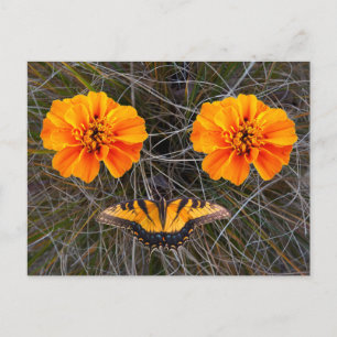 Cartes Pour Fêtes Annuelles Fleurs orange et papillon jaune