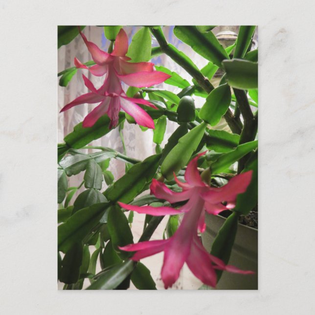 Cartes Pour Fêtes Annuelles Fleurs roses de cactus de Noël (Devant)
