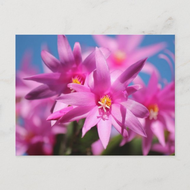Cartes Pour Fêtes Annuelles Fleurs roses de cactus de Pâques (Devant)
