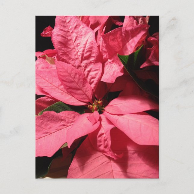 Cartes Pour Fêtes Annuelles Fleurs roses de Noël de poinsettia (Devant)