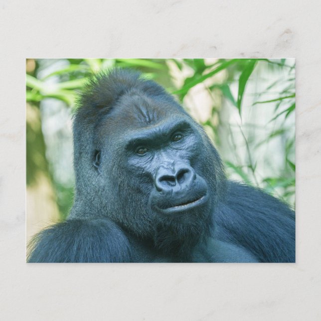 Cartes Pour Fêtes Annuelles Force inébranlable Silverback Gorilla Kito (Devant)
