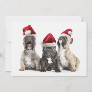 Cartes Pour Fêtes Annuelles French bulldog puppies sing wearing Santa hats