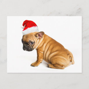 Cartes Pour Fêtes Annuelles French bulldog puppy wearing a Santa Claus