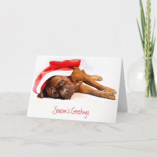 Cartes Pour Fêtes Annuelles French Mastiff Christmas Card