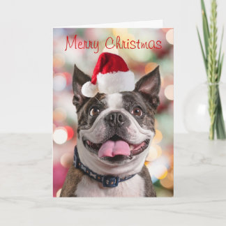 Cartes Pour Fêtes Annuelles Funny Boston Terreir avec Santa Hat