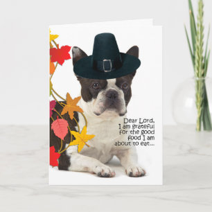 Cartes Pour Fêtes Annuelles Funny Boston Terrier Thanksgiving Card
