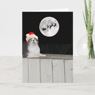 Cartes Pour Fêtes Annuelles Funny Cat Sees Père Noël