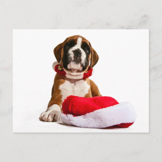Cartes Pour Fêtes Annuelles funny Christmas dog Boxer puppy (Devant)