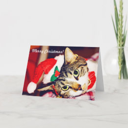 Cartes Pour Fêtes Annuelles Funny Custom Amoureux des chats Red Christmas Grey