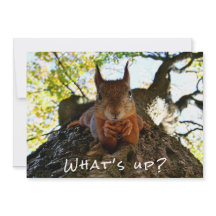Funny Squirrel Cute Animals Hello There from Hi
