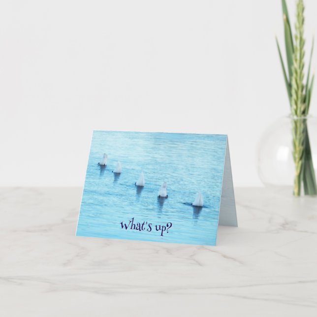 Cartes Pour Fêtes Annuelles Funny Swans Diving What's Up All Occasion Blank (Devant)