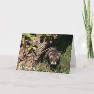 Cartes Pour Fêtes Annuelles Fur Babies. Sable Ferrets