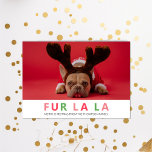 Cartes Pour Fêtes Annuelles Fur La Christmas Funny Animaux Amoureux de les chi<br><div class="desc">Fourrure La Christmas Funny Animaux Amoureux de les chiens Photo Christmas Holiday Card. Envoyez des voeux et des salutations chaleureux à vos proches avec cette carte de Noël minimaliste et moderne. Tous les textes sont pré-arrangés pour que vous personnalisiez facilement et rapidement avec vos propres détails. Joyeuses fêtes !</div>