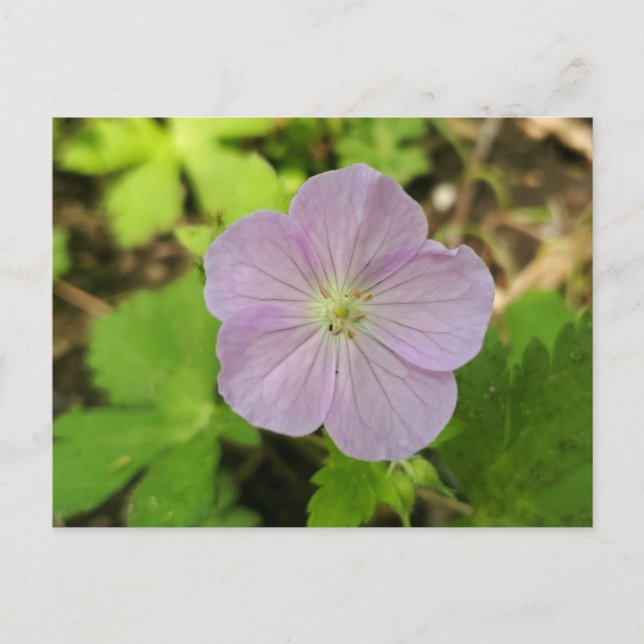 Cartes Pour Fêtes Annuelles Géranium Pourpre Sauvage Fleur Sauvage du Michigan (Devant)