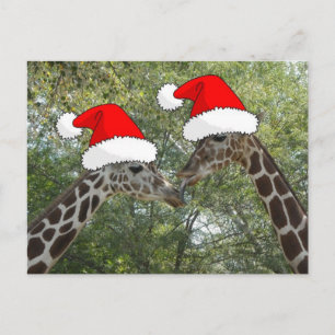 Cartes Pour Fêtes Annuelles Giraffes de Noël