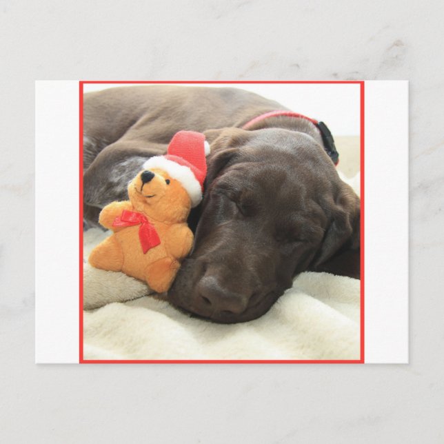 Cartes Pour Fêtes Annuelles Glossy Grizzly Christmas Pointer (Devant)