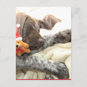 Cartes Pour Fêtes Annuelles Glossy Grizzly Christmas Pointer