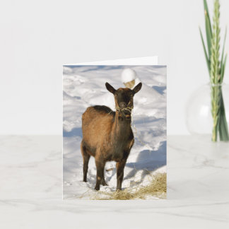Cartes Pour Fêtes Annuelles Goat in the Snow Xmas