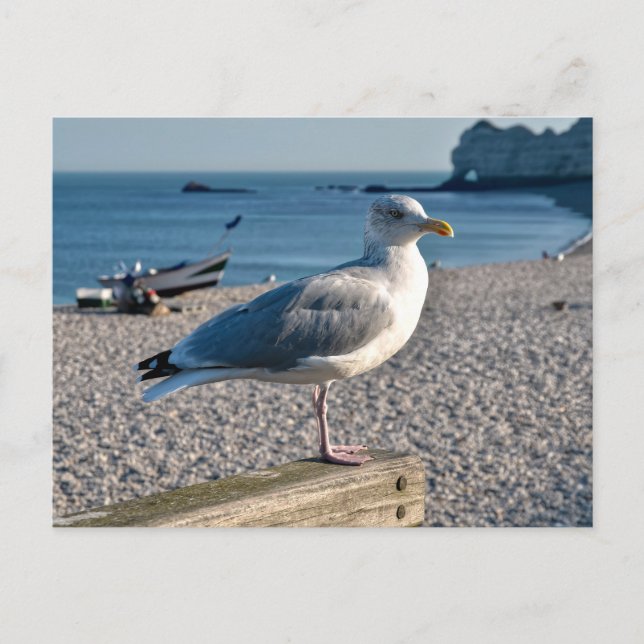 Cartes Pour Fêtes Annuelles Goéland perché sur une clôture en bois (Devant)