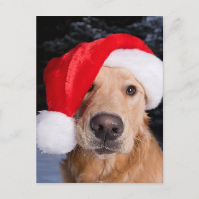 Cartes Pour Fêtes Annuelles Golden Retriever à Santa Hat (Devant)