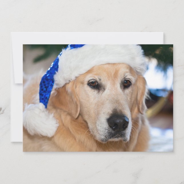 Cartes Pour Fêtes Annuelles Golden retriever avec le casquette de père Noël (Devant)