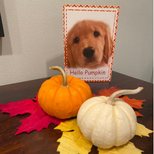 Cartes Pour Fêtes Annuelles Golden Retriever Chien Thanksgiving Hello Card