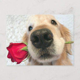Cartes Pour Fêtes Annuelles Golden Retriever Dog with Red Rose Valentine's Day