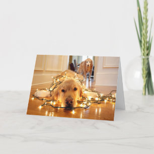 Cartes Pour Fêtes Annuelles Golden retriever doux embrouillé