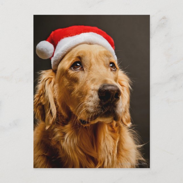 Cartes Pour Fêtes Annuelles Golden Retriever pose pour son Noël (Devant)