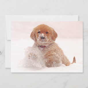 Cartes Pour Fêtes Annuelles Golden Retriever Pup Jouer dans la neige