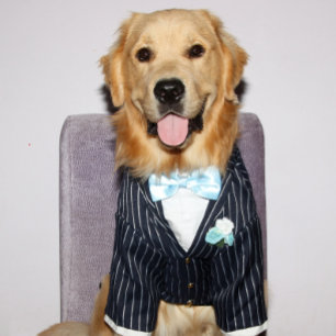 Cartes Pour Fêtes Annuelles Golden Retriever Well Suited Father’s Day