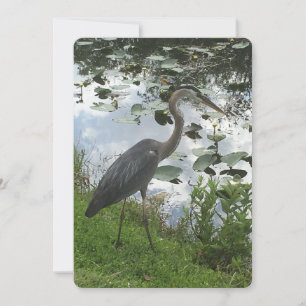 Cartes Pour Fêtes Annuelles Grand héron bleu