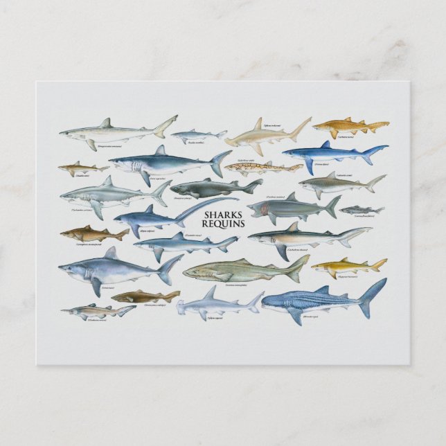 Cartes Pour Fêtes Annuelles Graphique Types de requins (Devant)