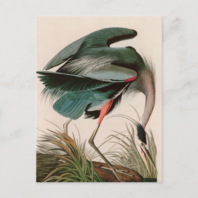 Cartes Pour Fêtes Annuelles Great Blue Heron Birds of America Audubon Imprimer (Devant)