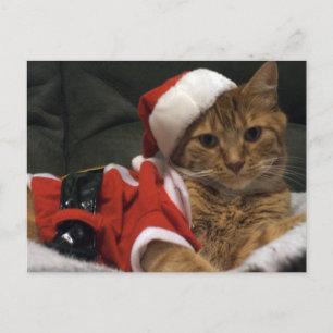 Cartes Pour Fêtes Annuelles Griffes de Père Noël