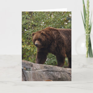 Cartes Pour Fêtes Annuelles grizzly-bear-013